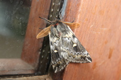 Ormiscodes schmidtnielseni