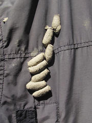 Sceliphron curvatum