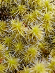 Racomitrium canescens