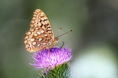 Speyeria coronis coronis