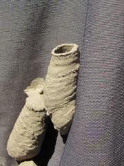 Sceliphron curvatum