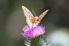 Speyeria coronis coronis