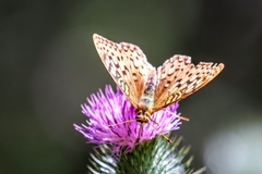 Speyeria coronis coronis