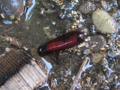 Sceliphron curvatum