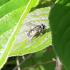 Helophilus pendulus