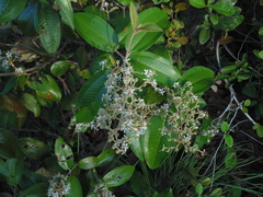 Miconia albicans