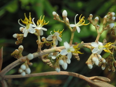 Miconia albicans