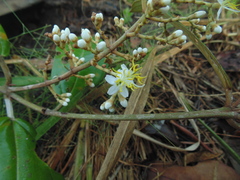 Miconia albicans