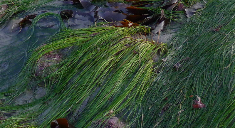 Phyllospadix