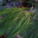 Surfgrasses - Photo (c) sea-kangaroo, some rights reserved (CC BY-NC-ND), uploaded by sea-kangaroo