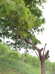 Anadenanthera colubrina cebil