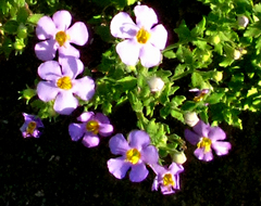 Chaenostoma halimifolium