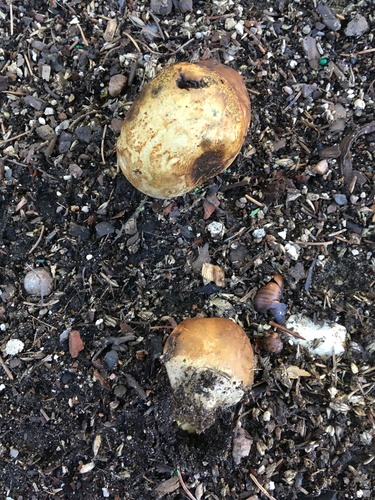 Pisolithus arhizus — no rights reserved