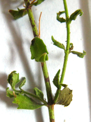 Chaenostoma halimifolium