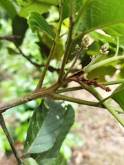 Cupania glabra