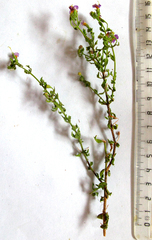 Chaenostoma halimifolium