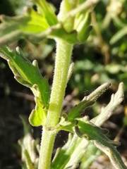Bellardia trixago