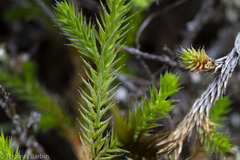 Selaginella wallacei