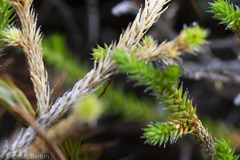 Selaginella wallacei