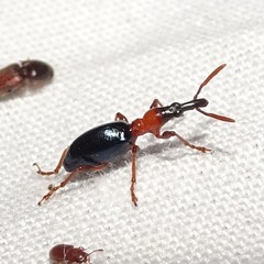 Cylas formicarius