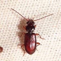 Bembidion grandiceps