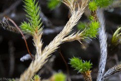 Selaginella wallacei