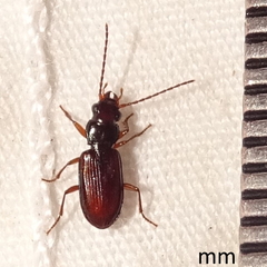 Bembidion grandiceps