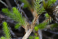Selaginella wallacei