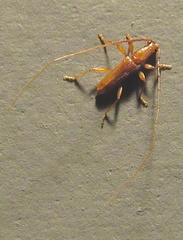 Hypexilis pallida