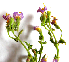 Chaenostoma halimifolium