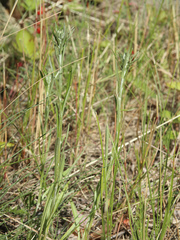 Omalotheca sylvatica