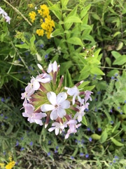 Saponaria officinalis