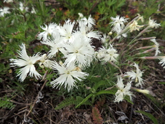 Dianthus acicularis