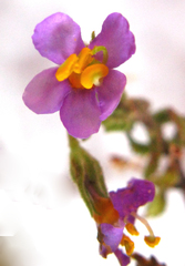 Chaenostoma halimifolium