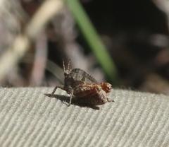 Tetrix bipunctata