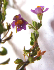 Chaenostoma halimifolium