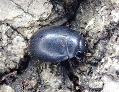 Nosodendron unicolor