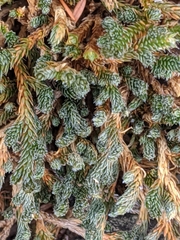 Selaginella wallacei
