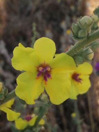 wavyleaf mullein