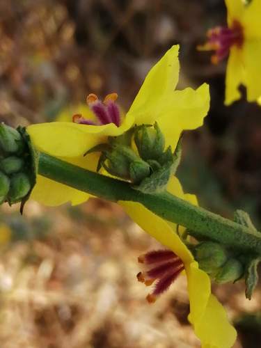 wavyleaf mullein