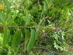Miconia brevipes