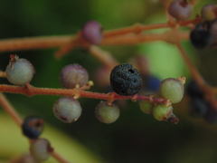 Miconia brevipes