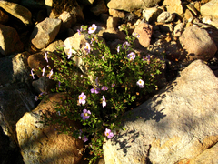 Chaenostoma halimifolium