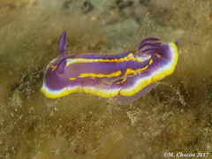 Felimida binza