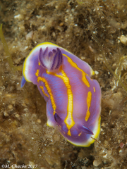 Felimida binza