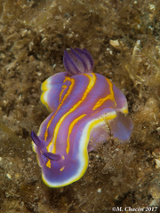 Felimida binza