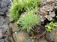 Dianthus acicularis