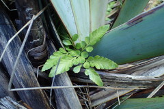 Asplenium lyallii