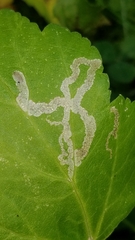 Phytomyza spondylii group