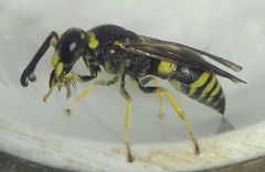 Euodynerus posticus